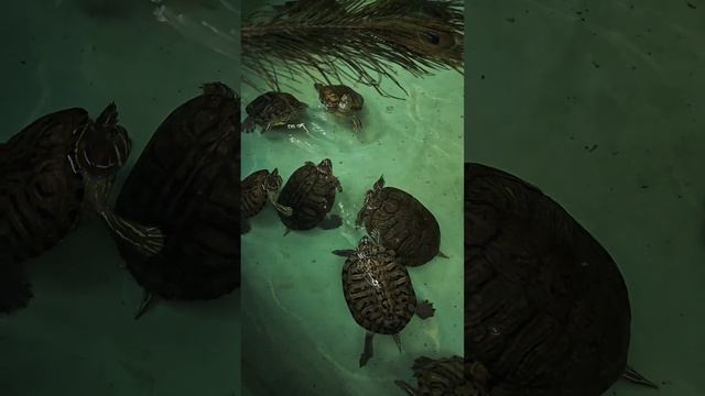 12.04.2025 Новосибирский зоопарк им. Шилова