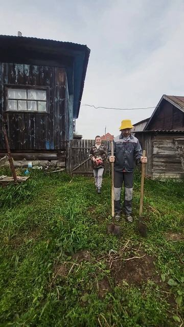 Убрали картошку. Картошки много в этом году #картошка # смотреть онлайн