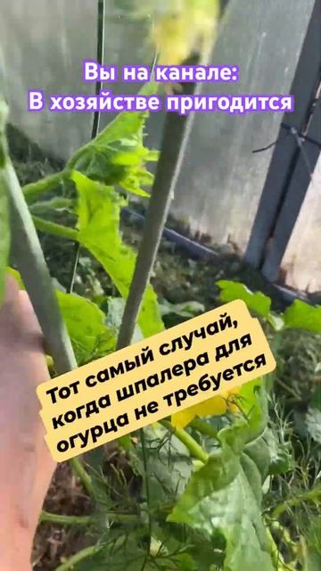 Это тот случай, когда шпалера для огурца не нужна 🥒 смотреть онлайн