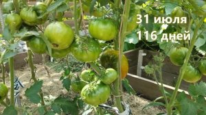 Томат Изумрудный штамбовый. Урожайный крепыш!