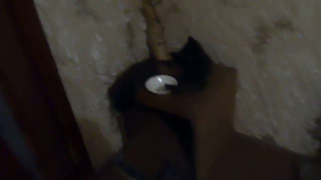 Нашим мейнкунятам 2 месяца