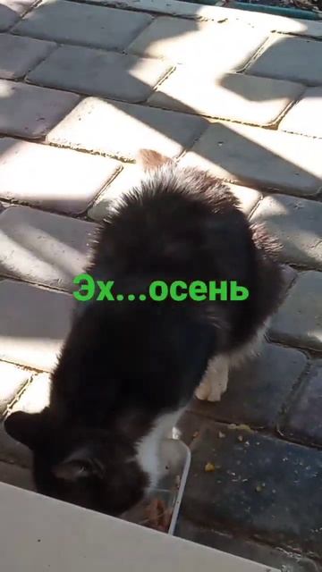 осень...пустой цветник смотреть онлайн