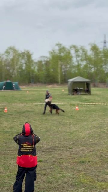 3 Отл. Atsel Hof ODIN 2 +++ №98 / КЧК ЧЕЛЯБИНСК 3 мая`25 I.Radulovic Моно нем.овчарок