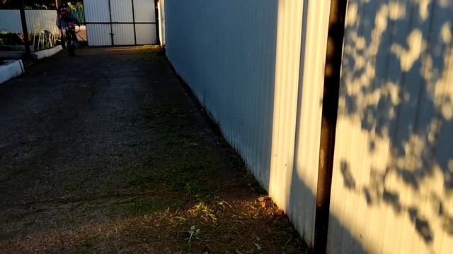 Ветра ветра погибают деревья. Колеусы в открытый грун? смотреть онлайн