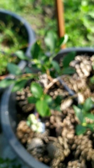 Exquisite Edible Gardens