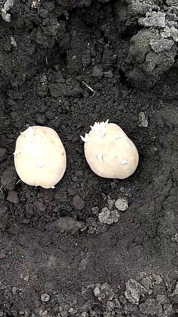 Посадка картофеля по 2 в лунку.385 грамм весит одна. смотреть онлайн