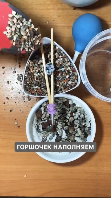 Посадка суккулентов🪴Как сажать Эхеверии #суккуленты смотреть онлайн