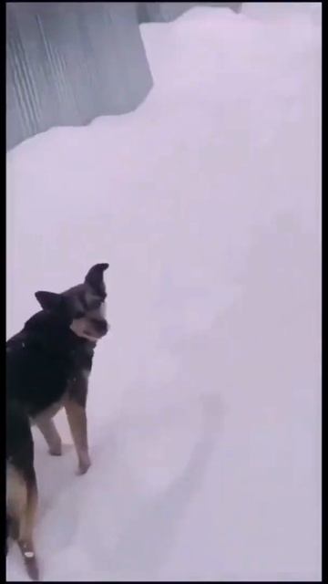 -ну че, очкошник, за забором лаял теперь ничего сказать смотреть онлайн