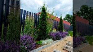 3 часть. Котовник Фассена. 23 июня 2024 #котовник #garden #кото