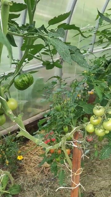 Томатная теплица 25 июля 2023 #shorts смотреть онлайн