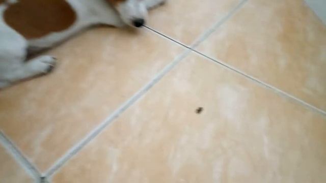 Собака и жук прикольное видео