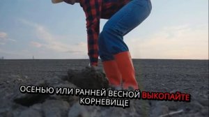 Ревень. Как садить. Методы. Условия. Правила.