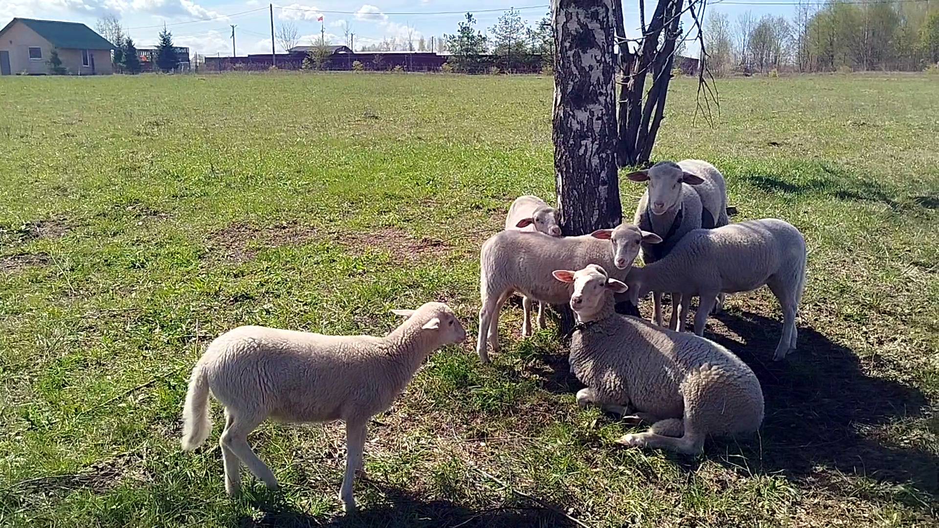 И СНОВА ЛЕТО ЗДРАВСТВУЙ🌷❄️🌼🪻 смотреть онлайн
