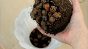 Баухиния (Орхидейное дерево). Пересадка.//Валентина Зе?