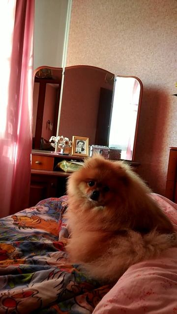 Подъём! Я пришёл! 🐶 смотреть онлайн