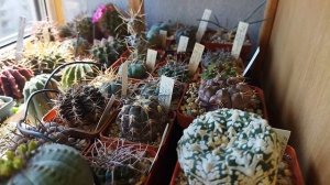 Успешный уход за кактусами ВЕСНОЙ для роста и ЦВЕТЕНИ?