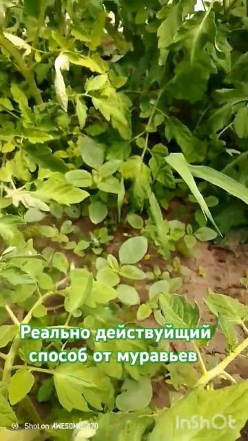 Реально действуйщий способ от муравьев.#глубинка#дере смотреть онлайн