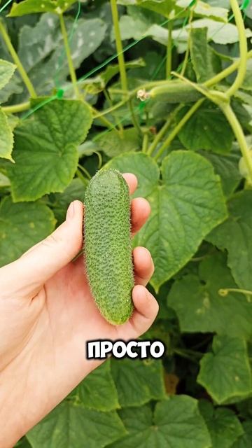 Хит сезона 2024 🔥💥Огурец ХИТРЕЦ! #дача смотреть онлайн