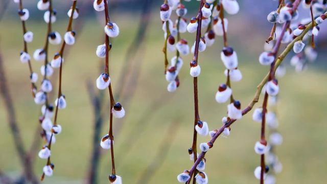 Ой я жыта ды не сеяла - ансамбль Бяседа