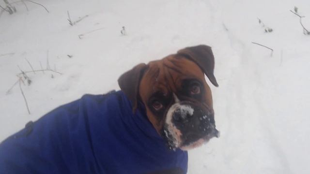 Собаки. Играем в снежки с боксером. We Play Snowballs With The Dog.