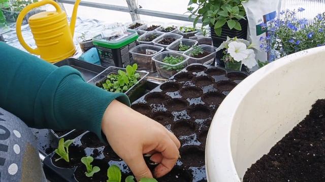 Пикировка пекинской капусты🥬🥬🥬 смотреть онлайн