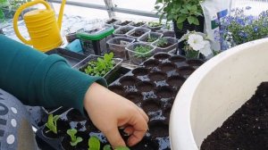 Пикировка пекинской капусты🥬🥬🥬