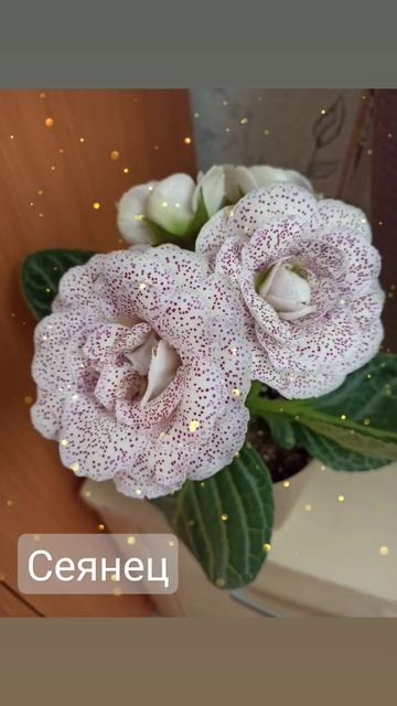 Такой нежный сеянец получился. Очень нравится. сажала смотреть онлайн