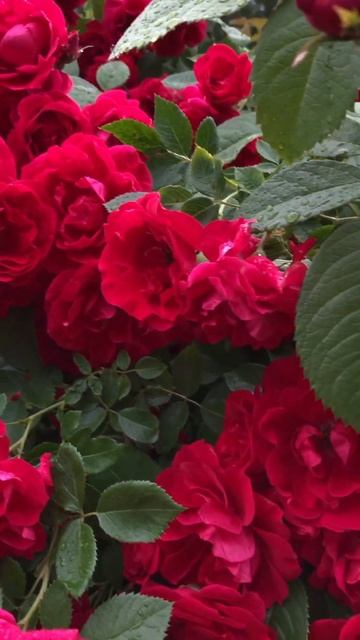 Плетистая роза Фламентанц 🥀#flower #garden #rose #розы #цветы #? смотреть онлайн