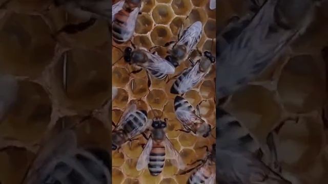 кто проживает на восковых сотах смотреть онлайн