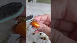Проращивание семян Аноны (Гуанабана, Саусеп)#экзотиче?