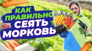 КАК СЕЯТЬ МОРКОВЬ ПРАВИЛЬНО