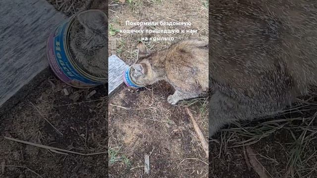 Покормили бездомную кошечку пришедшую к нам на крыльц смотреть онлайн