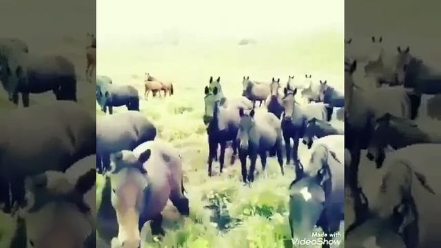 Кыргызстан жайлоо керемет смотреть онлайн