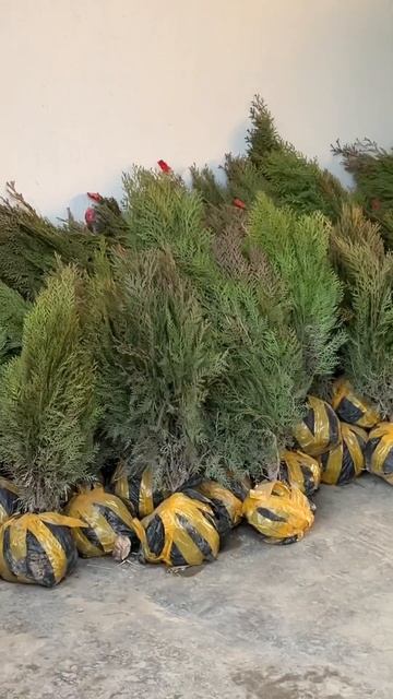 Весна, саженцы. смотреть онлайн