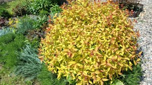 Май весельчак, май чародей