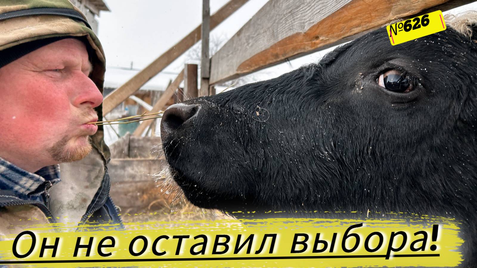 БЫК СОШЁЛ С УМА! Его придётся сдать. Стерилизовали Жульку. Омская Деревня смотреть онлайн