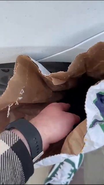 Семена подсолнечника Syngenta suzuka