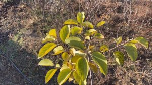 Хурма , сложности при пересадке саженцев. Какие пробле