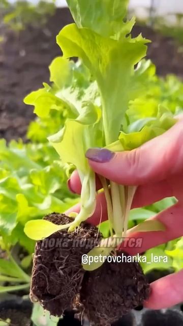 Эти семена салата нужно обязательно посеять #garden #сад смотреть онлайн