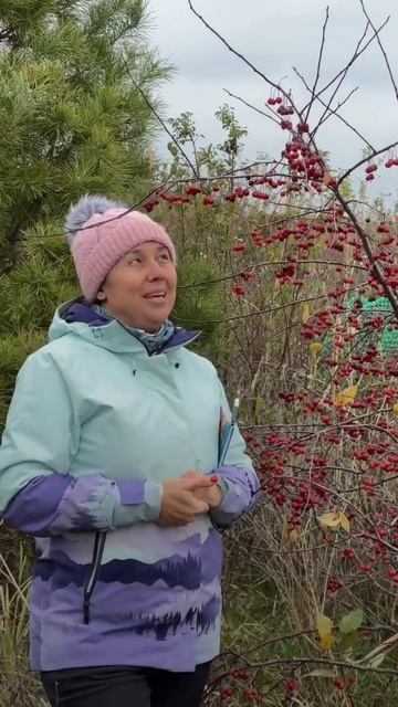 «Яблоня Недзвецкого» как украшение вашего сада🌸🌳 (ч смотреть онлайн