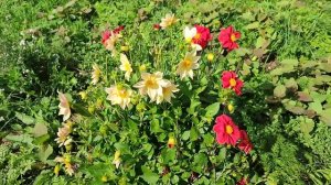 2024-08-13 Карликовый томат черри, сорт Бонсай, в открытом ?