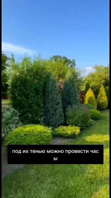 Декоративные деревья на садовом участке #своимирукам? смотреть онлайн