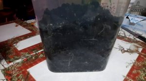 Аммофос - лучшее удобрение для рассады 🌱