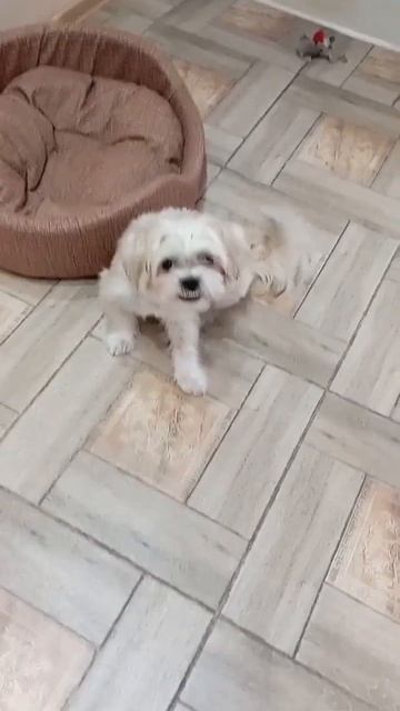 Я супер пес #бакс #щенокшитцу #щенокмилашка #шитцу #кот смотреть онлайн