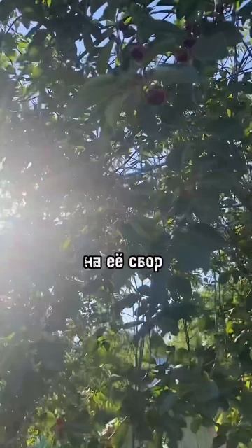 ВРЕМЕНИ НЕТ #сад #вишня #огород смотреть онлайн