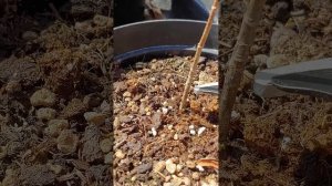 КАК обрезать ГОДОВАЛЫЕ САЖЕНЦЫ метельчатой гортензии