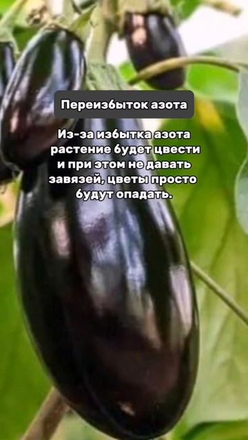 #удобрение #сад #огород #лайфхак #урожай #растения #экол смотреть онлайн