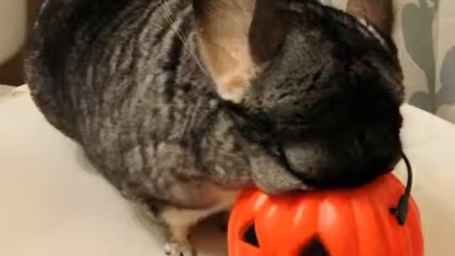 Смешные шиншиллы) смотреть онлайн