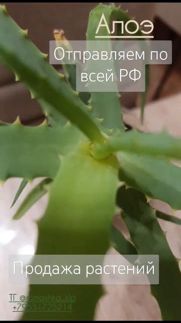 Продажа комнатных растений. Алоэ. #цветы #plants #продажац смотреть онлайн