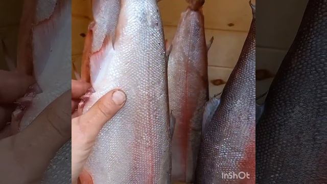 Копчение форели в домашней коптильне